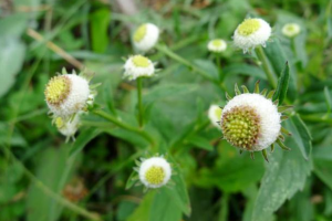 佤药膳：养生与美食的融合