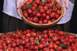 食药同源 | 辉县山楂：太行山间的红宝石