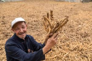 食药同源 | 板桥党参：鄂西山中名党魁
