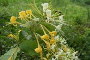 食药同源 | 罗田双花：大别山间的金银风露