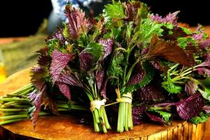 本草食光 | 春分前后，家里常备一把紫苏