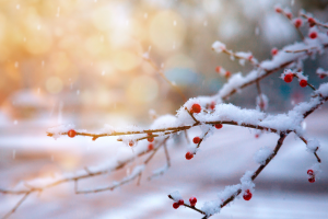 冬日养生之道，揭秘藏族的健康智慧