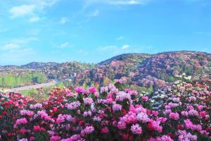 贵州“百里杜鹃”