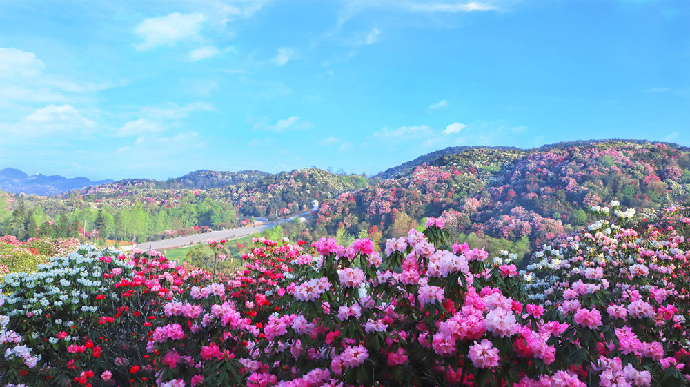 贵州“百里杜鹃”