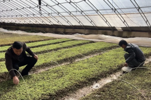 中国医药报新春走基层:让每一株药材"根正苗红"