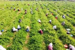 山东省发布2026年中药材春季生产技术指导意见