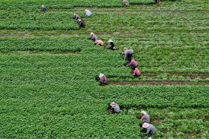 罗源县组织申报省级2026年中药材全程可追溯规范化生产基地