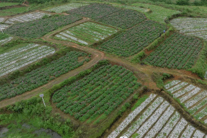 湖南省药品监督管理局中药材GAP延伸检查结果公示