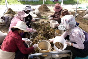 四川阿坝县高原贝母迎采收季，标准化种植带动牧民增收