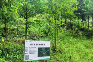 海南胆木通过GAP延伸检查背后：南药黎药种质培育与标准化种植扩容
